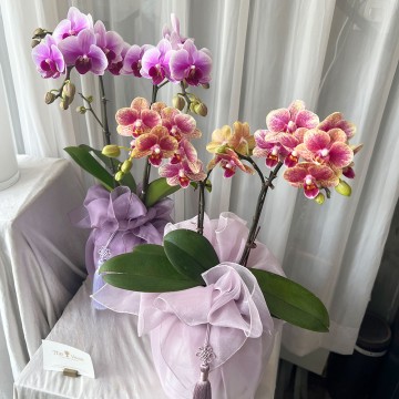 이미지 상세보기