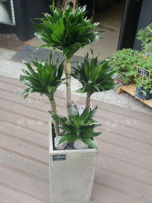 이미지 상세보기 이미지 상세보기